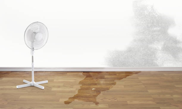 Best Wood Floor Water Damage Restoration in Woodland Hills, UT